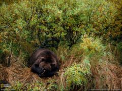 Tapeta National Geographic 567.jpg